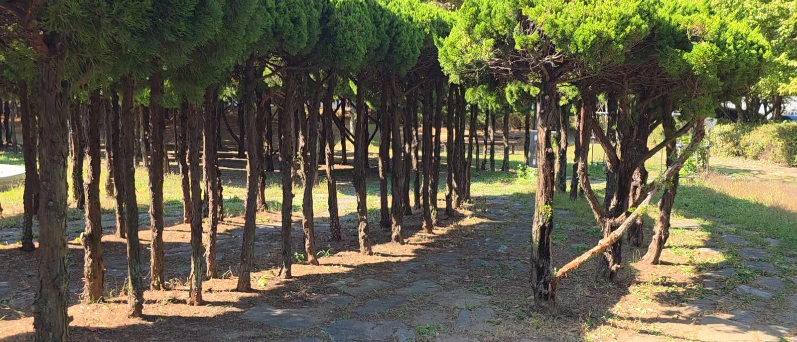 Pine grove