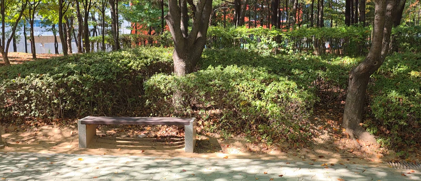 Forest path with a bench