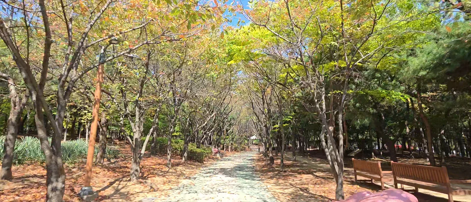Tree-tunnel path